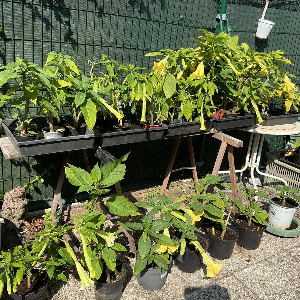 Planten, Enlèvement, Neuf, Autres types