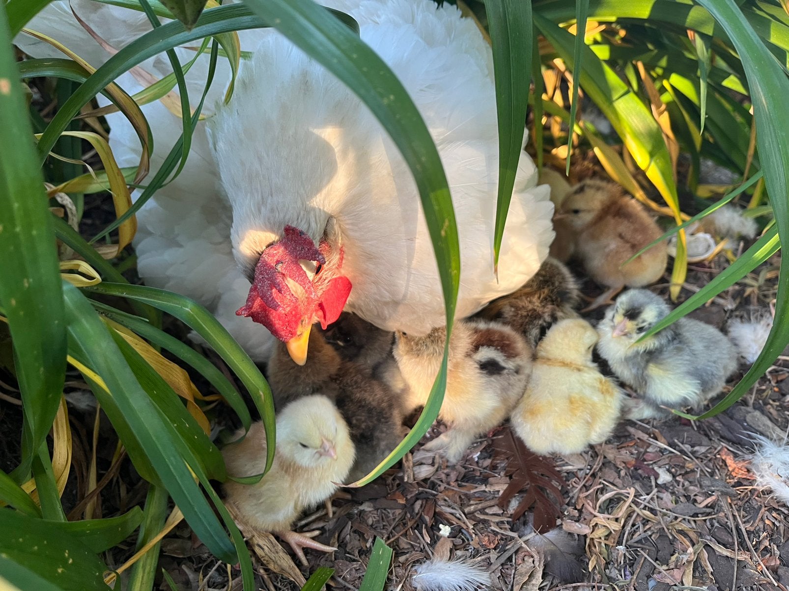 Kloek met 10 brahma kuikens, Meerdere dieren, Kip