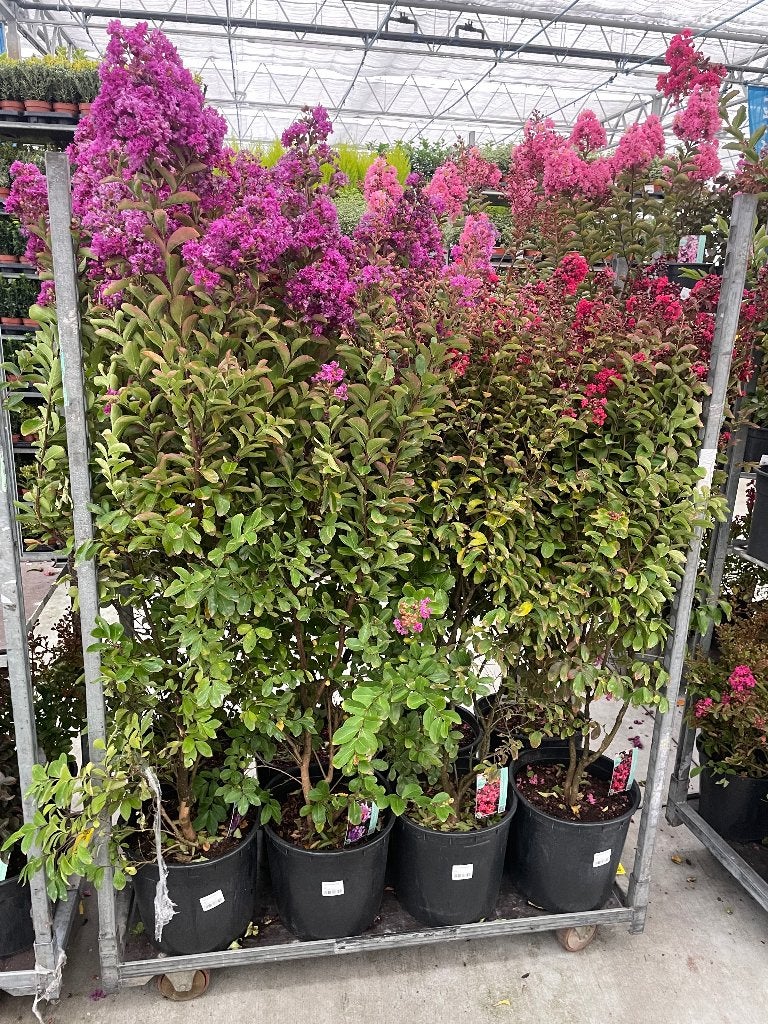 Lagerstromeria disponible en différentes tailles, Jardin & Terrasse, Plantes | Jardin, Autres espèces, Plein soleil, Été, Enlèvement