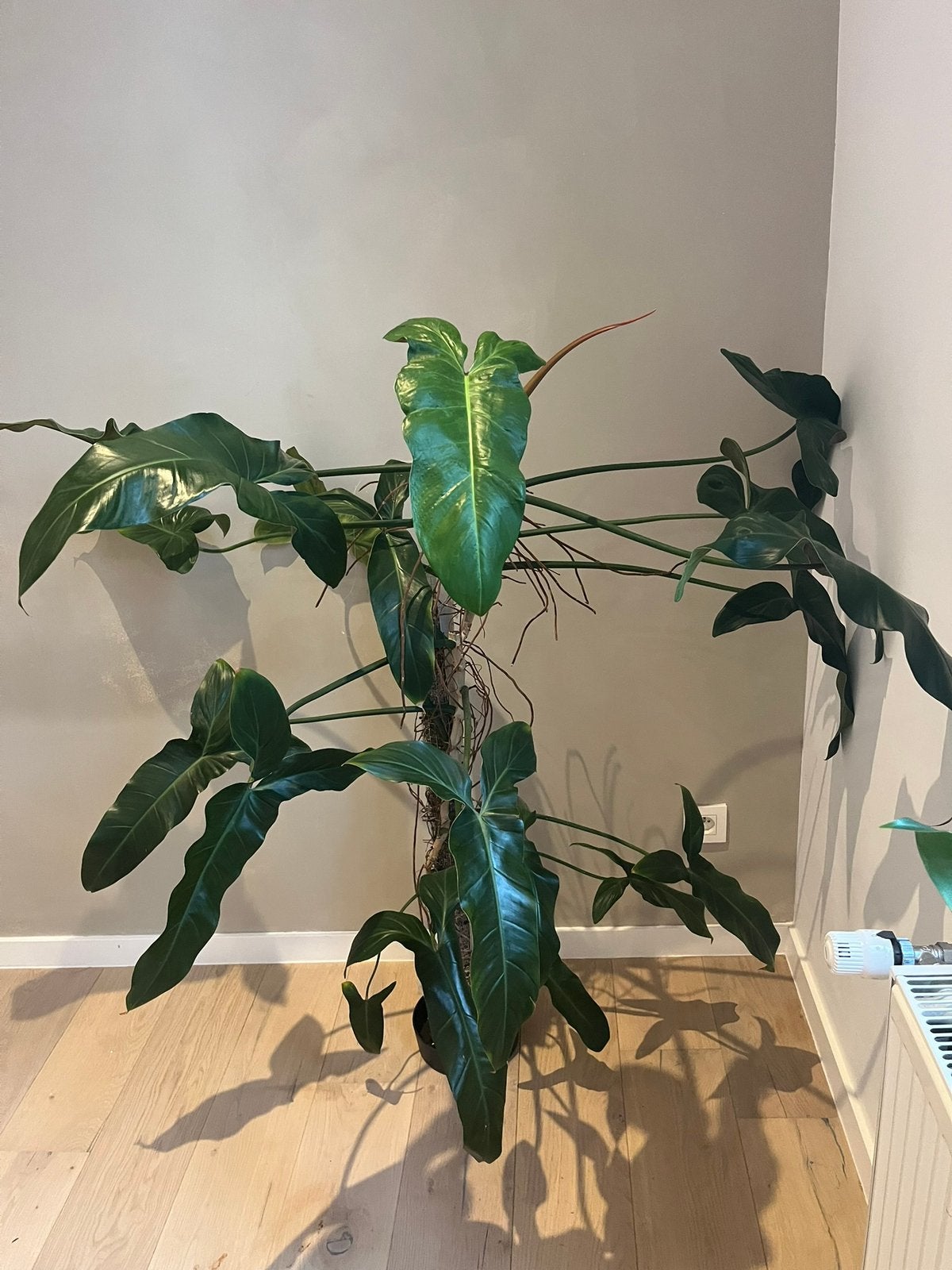 Philodendron Mexicanum XL, Enlèvement, Comme neuf