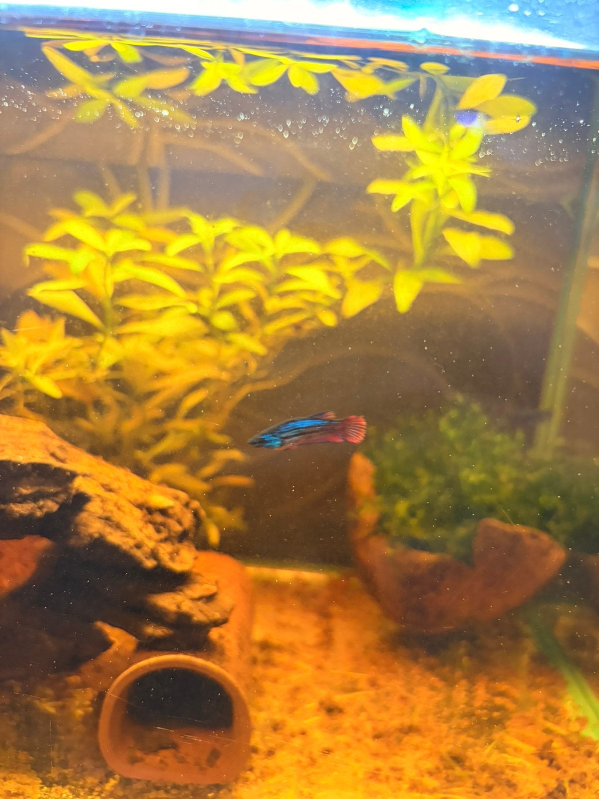 Baby betta’s te koop, Animaux & Accessoires