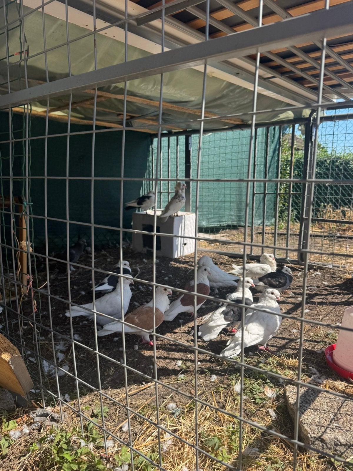 Mooi duiven, Animaux & Accessoires, Volatiles, Plusieurs animaux, Canard