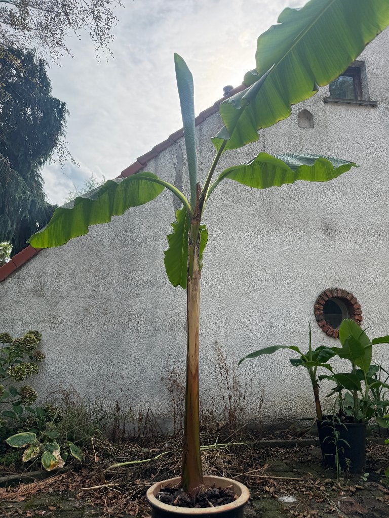 Musa basjoo (in stenen pot), Ophalen, Vaste plant, Overige soorten