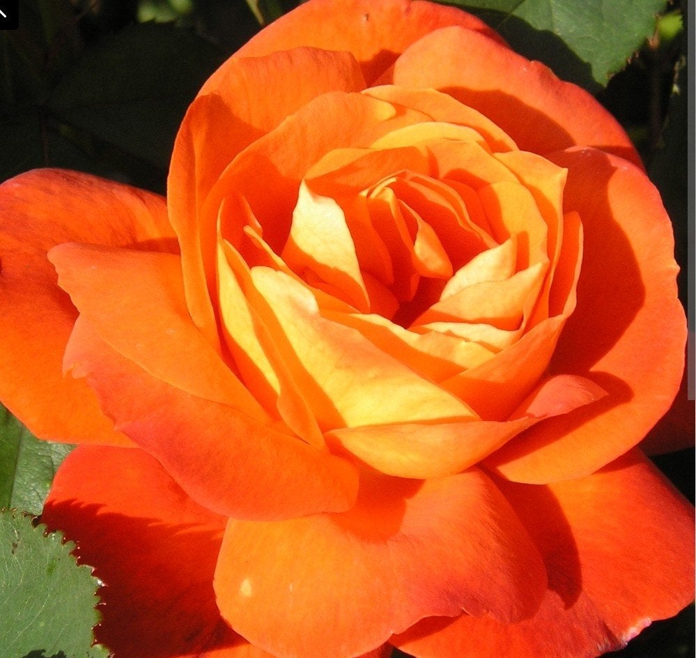 Rosa Super Trouper, Ophalen, Zomer