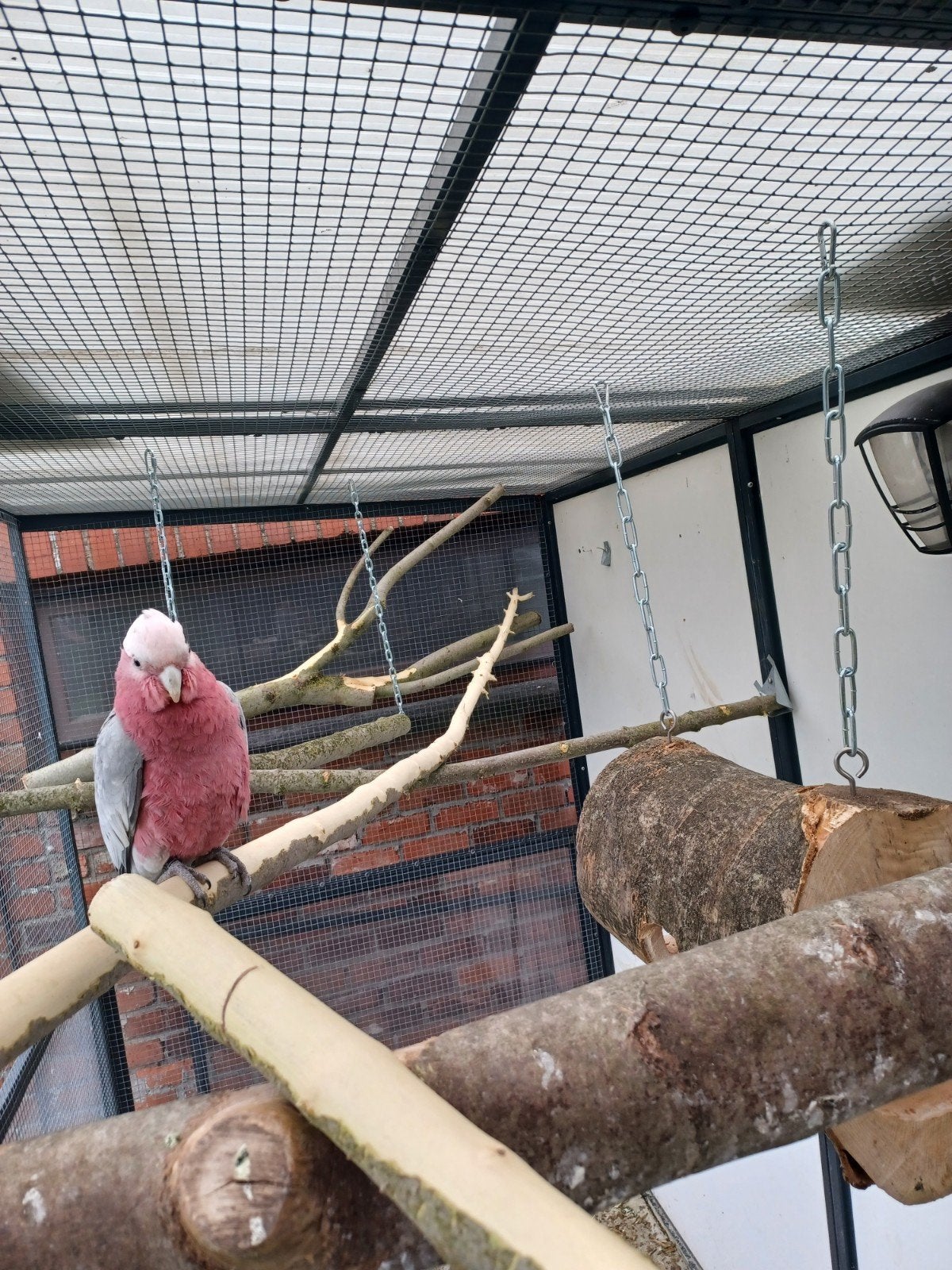 rose kaketoe s, Dieren en Toebehoren, Tam