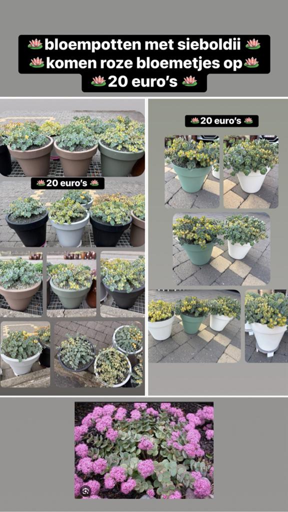 Assortiment bloempotten & schalen& Hangpotten, Ophalen