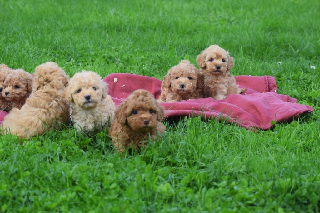 Chiots caniches : un bon choix, 15 semaines à 1 an, Caniche, Éleveur | Professionnel, Plusieurs