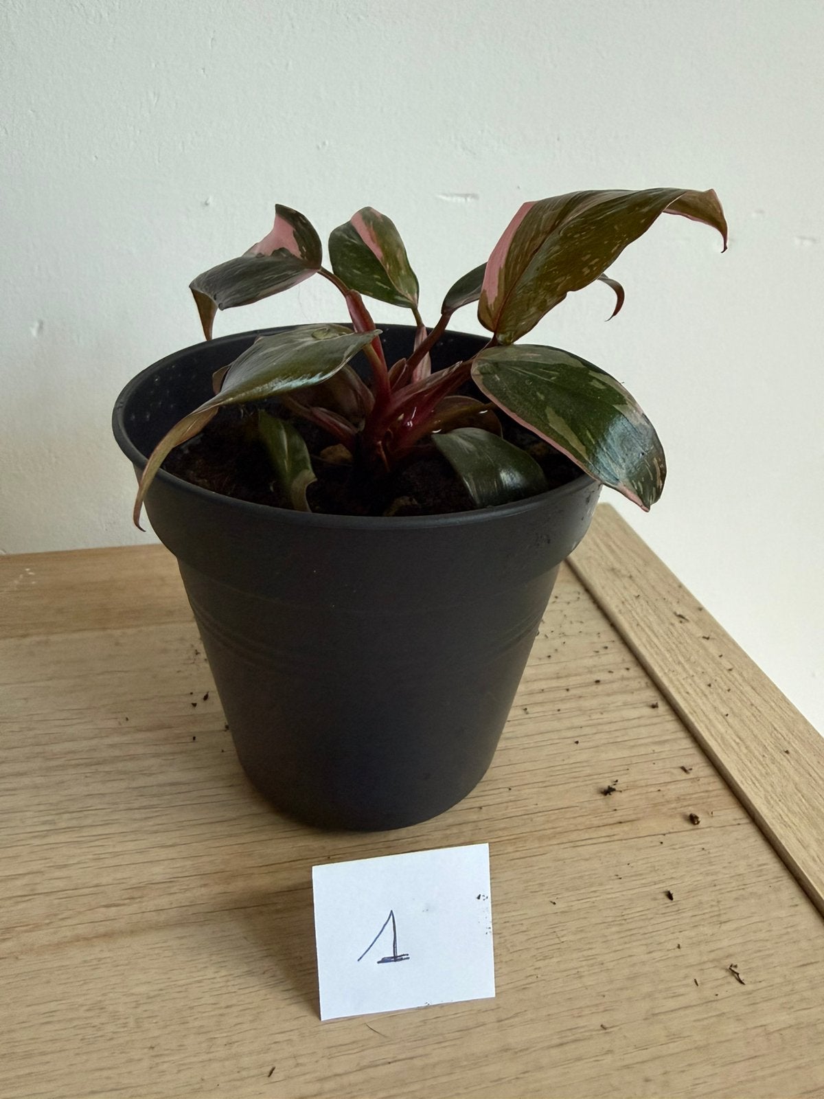 Alocasia Pink Prinsess, Maison & Meubles, Plantes d'intérieur, Autres espèces, En pot, Plante à fleurs, Moins de 100 cm