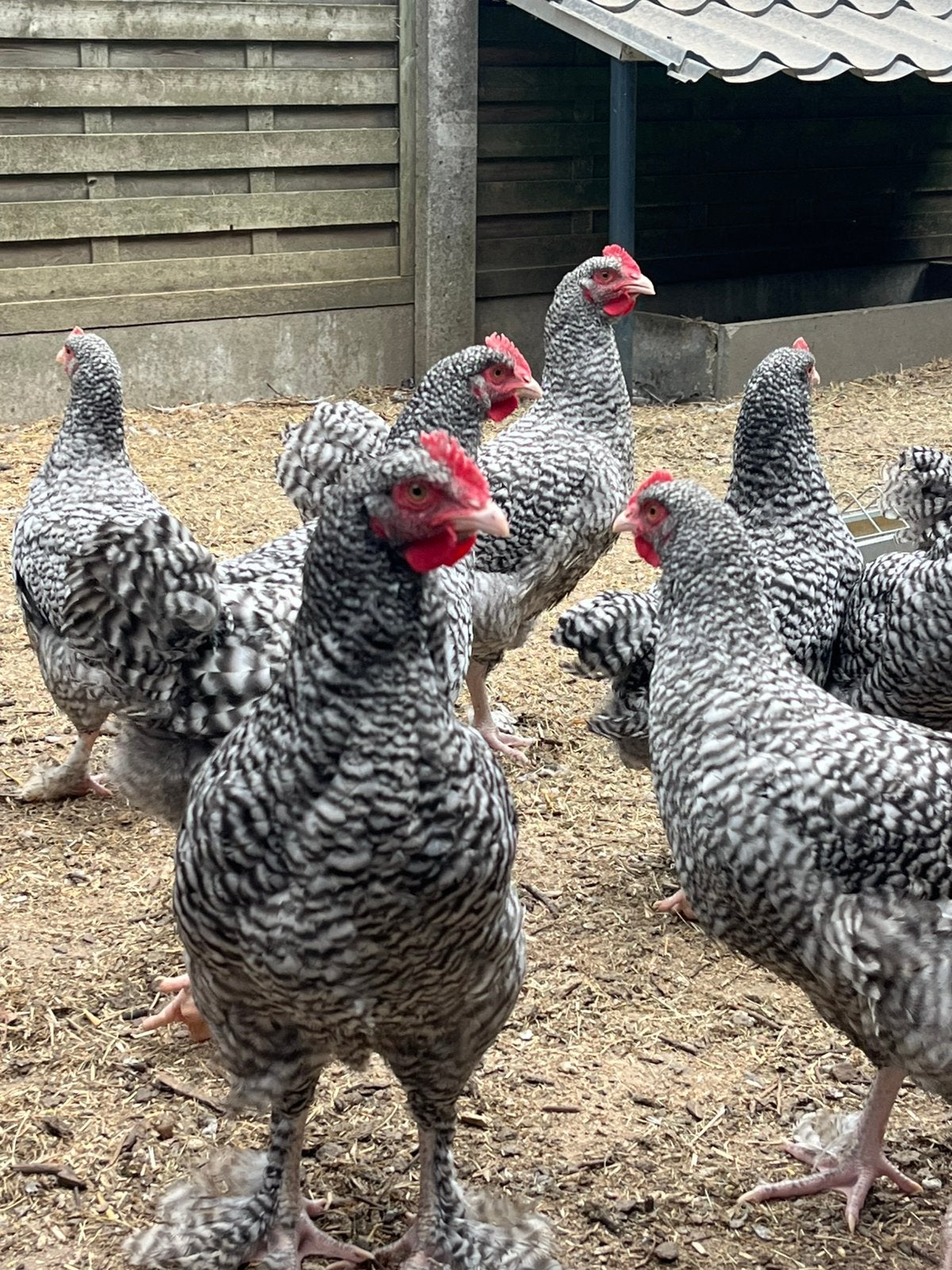 Coucou de Malines, Animaux & Accessoires, Volatiles, Mâle, Poule ou poulet
