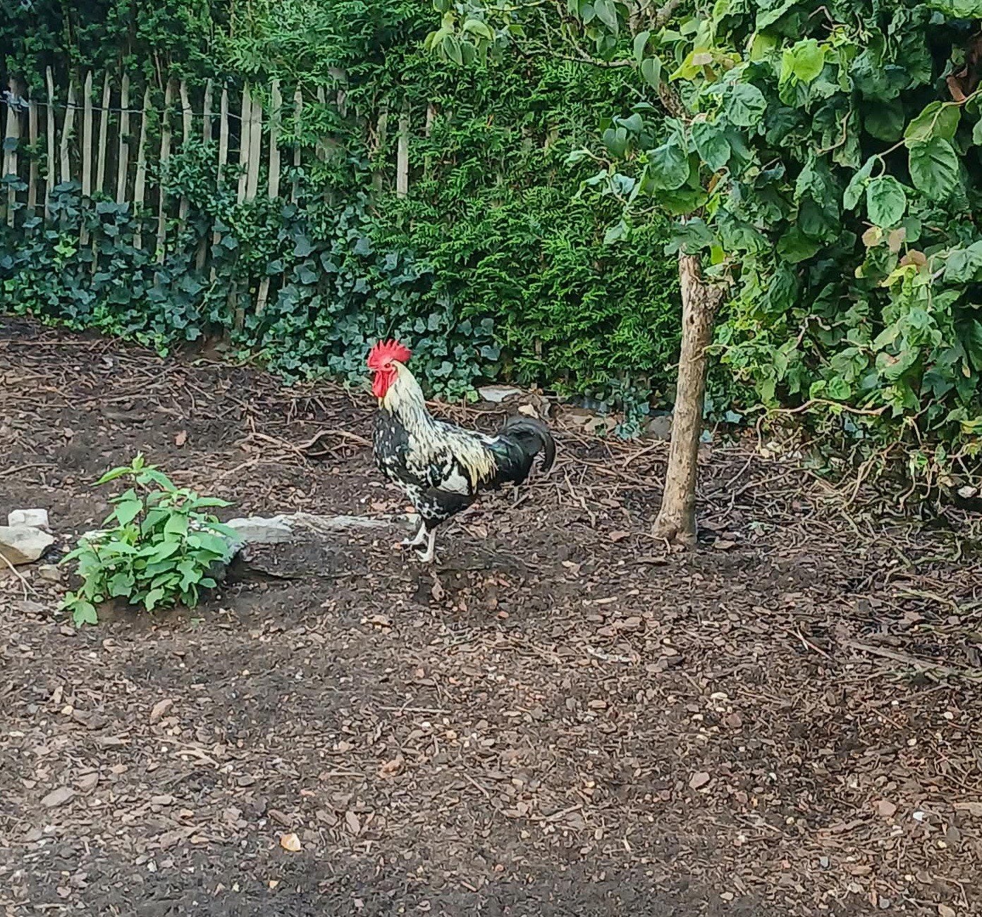 Haan te koop, Dieren en Toebehoren, Mannelijk, Kip