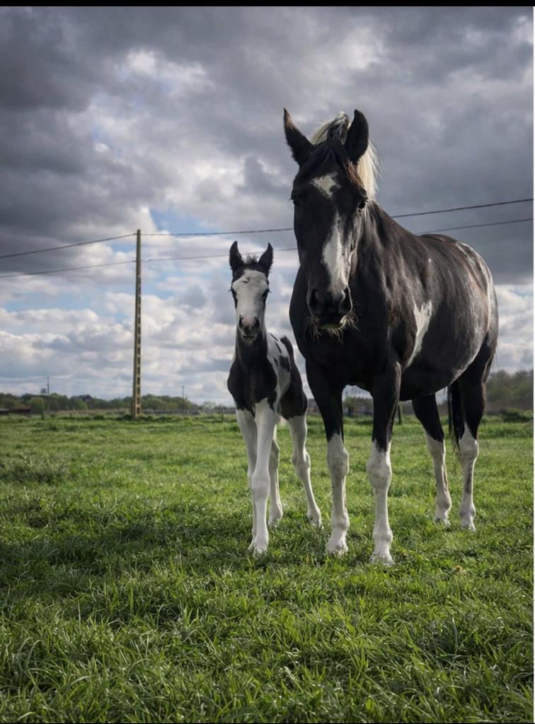 Springgefokte veulens met kleur, rechtsteeks vd fokker, Springpaard, Met stamboom, Niet van toepassing, 0 tot 2 jaar