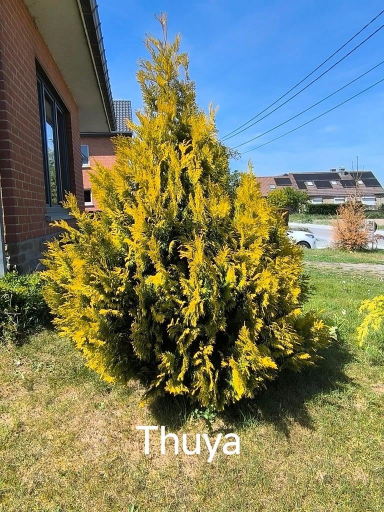 Plusieurs arbres A Donner, Jardin & Terrasse, Enlèvement