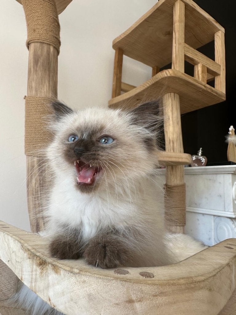 Chaton sibérien (mascarade de Neva hypoallergénique), Chat, Avec pedigree, 0 à 2 ans