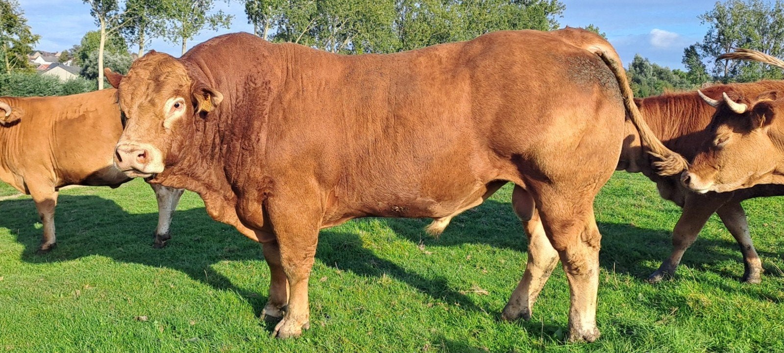 Taureau du Limousin sans cornes, Mâle, 3 à 6 ans