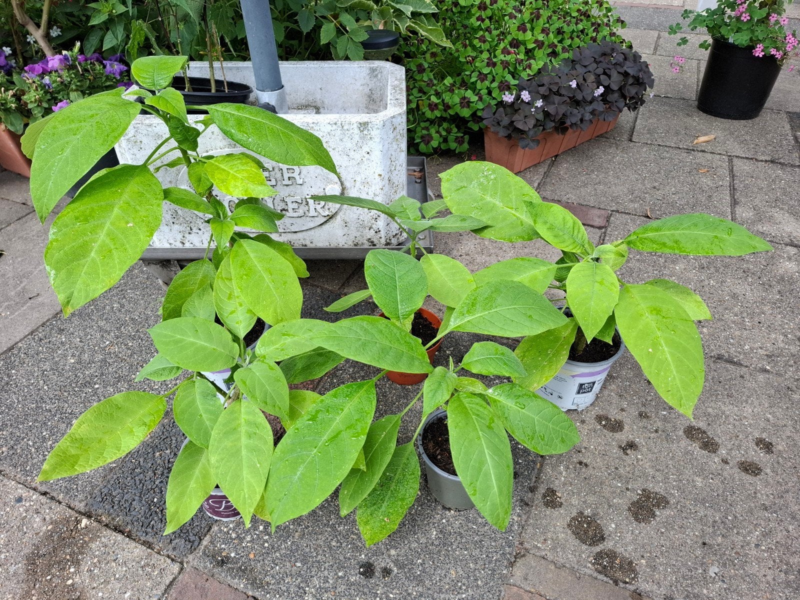 Brugmansia  jonge planten, Tuin en Terras, Planten | Tuinplanten, Ophalen