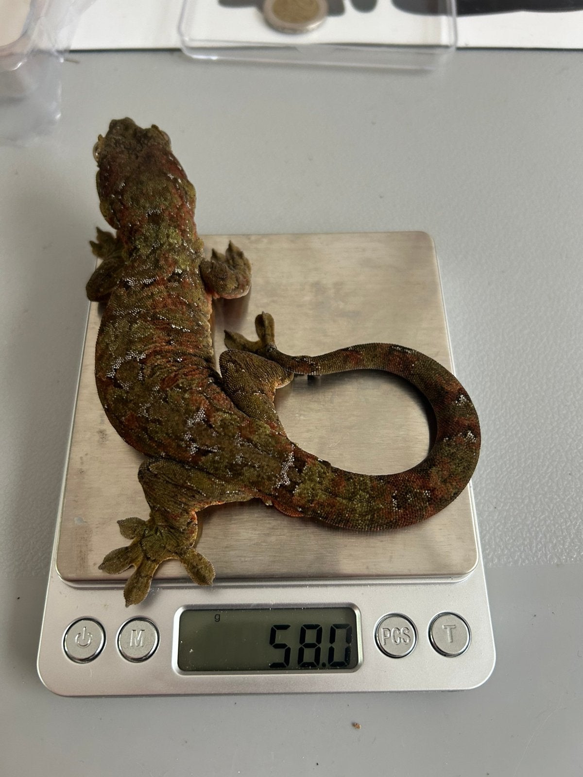 Chahoua gekko + terrarium, Lézard, Avec terrarium, 3 à 6 ans