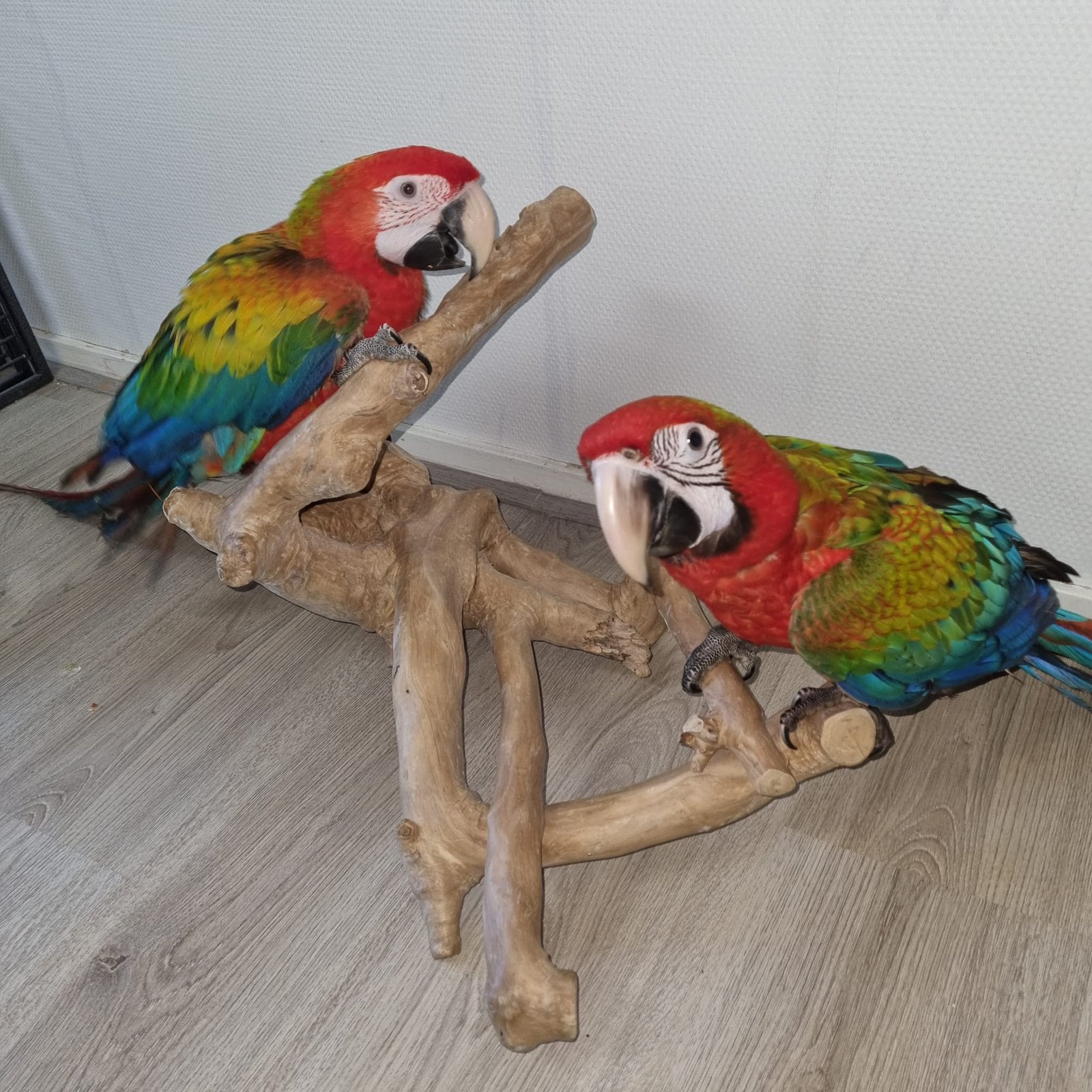Ara tropicana hybride, Animaux & Accessoires, Femelle, Perroquet, Domestique