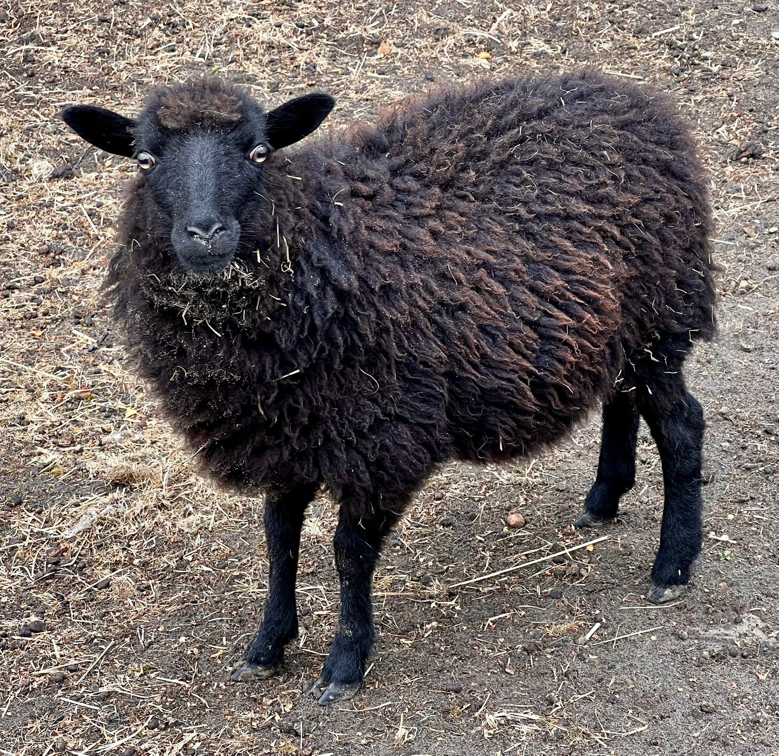 Ouessant dwergschaap ooilammetjes, Dieren en Toebehoren, Schapen, Geiten en Varkens, Vrouwelijk, Schaap, 0 tot 2 jaar