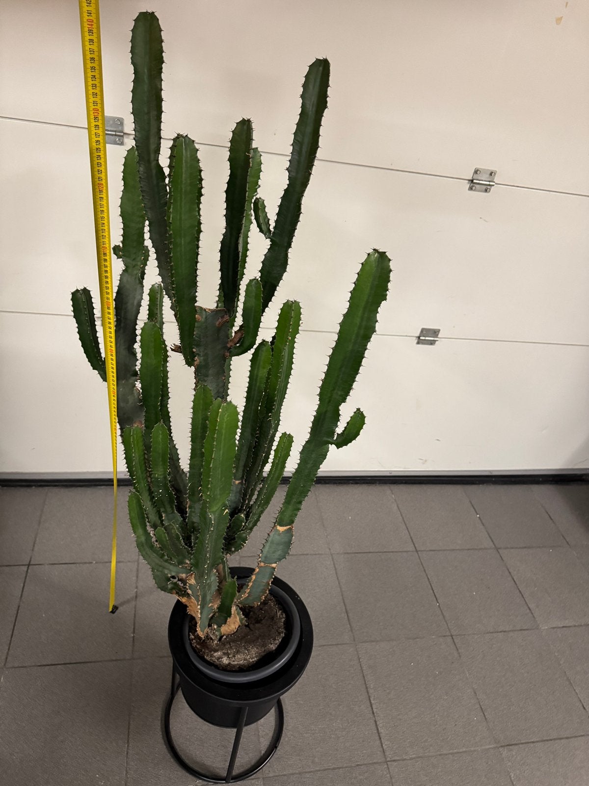 Cactus met pot, Jardin & Terrasse, Enlèvement