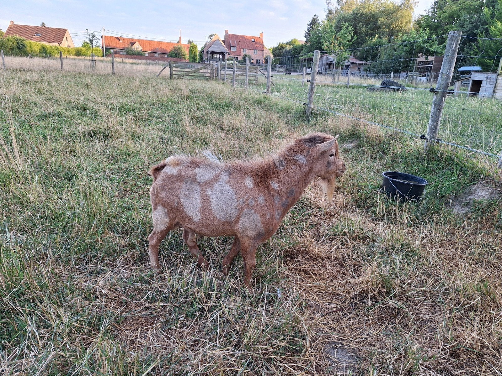 Prachtige dekbok, Dieren en Toebehoren