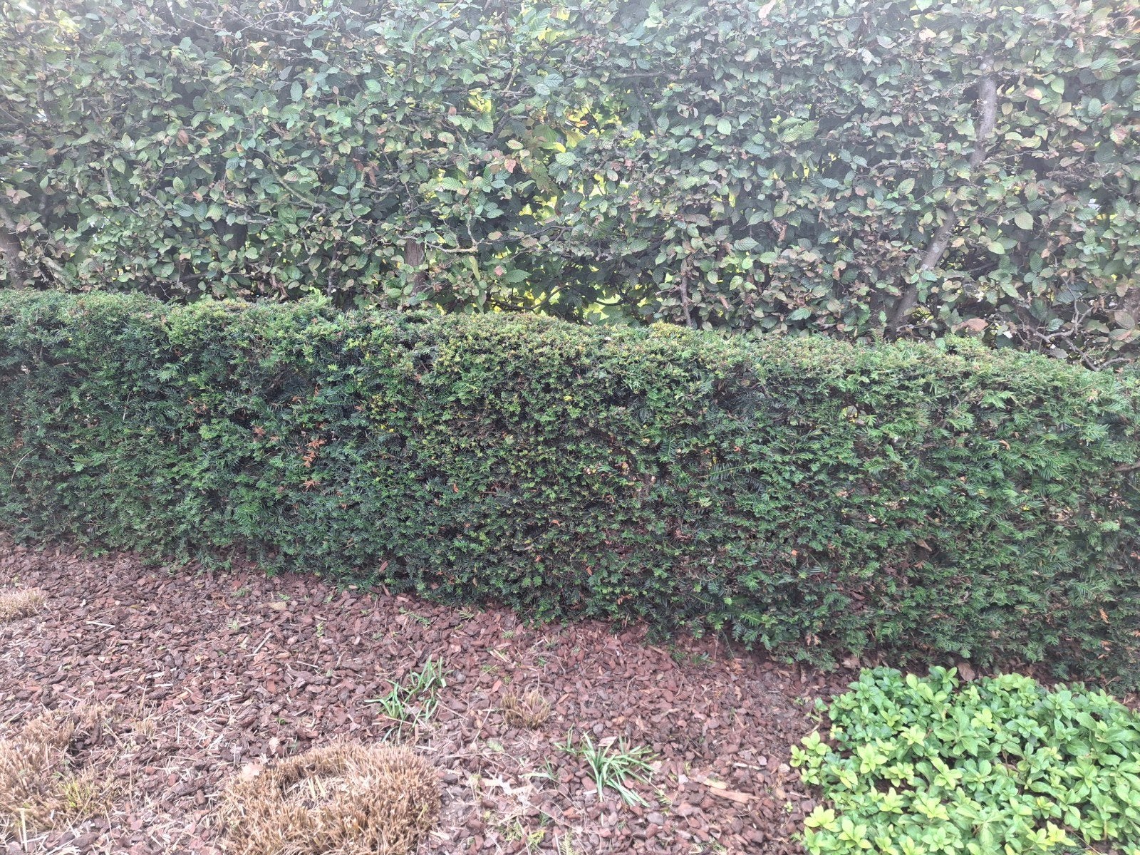 13 taxus planten, Tuin en Terras, Ophalen
