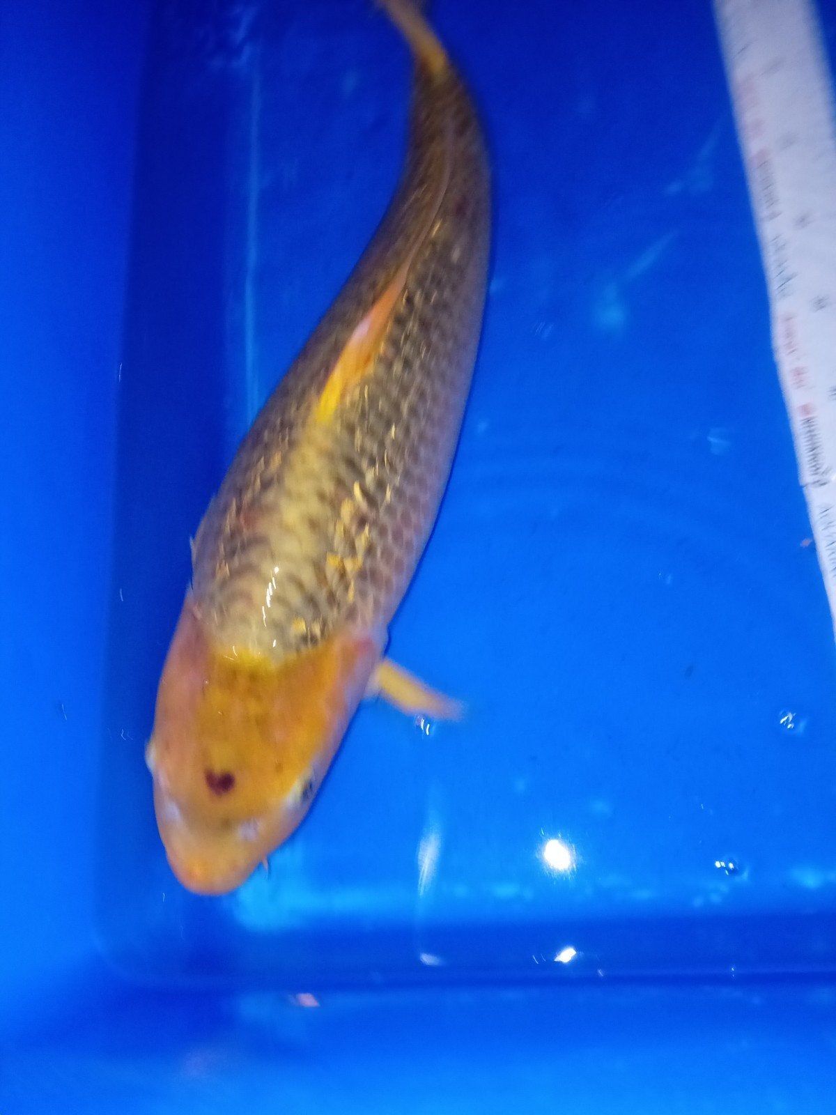 Golden Corn, Karper of Koi