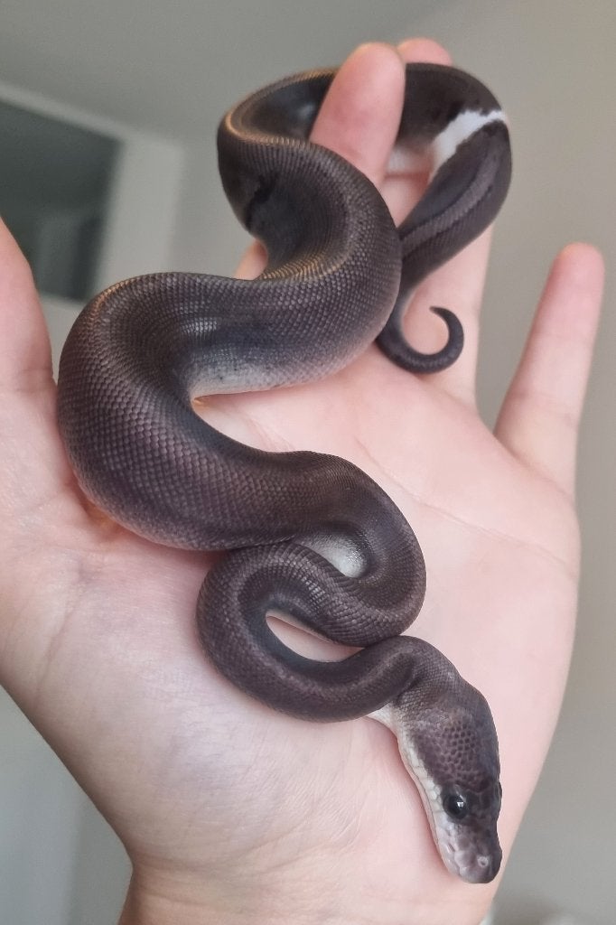 0.1 8 ball ( clown gravel spotnose ) koningspython Ball Python photo 4