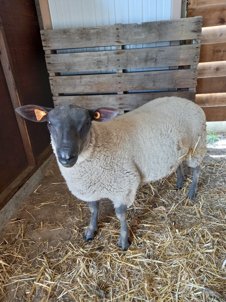 schaap, Animaux & Accessoires, Mâle, Mouton, 0 à 2 ans