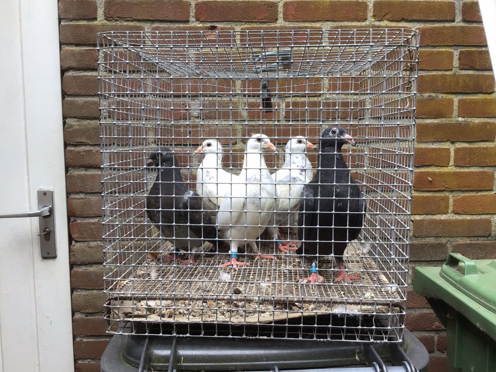 Jonge postduiven, Dieren en Toebehoren