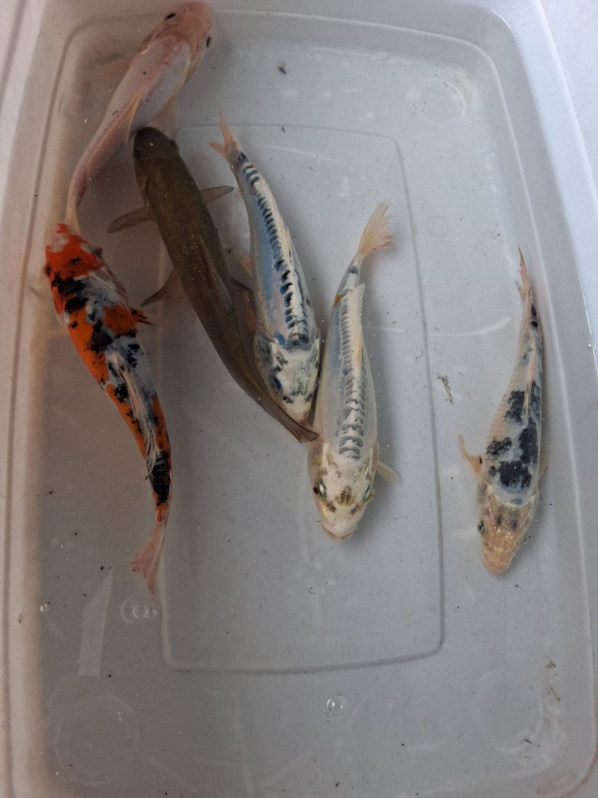 Lotje 5 koi 20 cm plus een zeelt dokter van de vijver