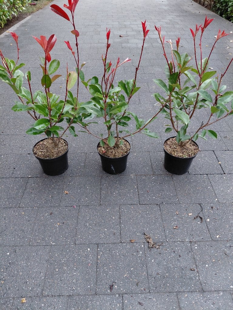 Photinia Red Robin, Tuin en Terras, Ophalen