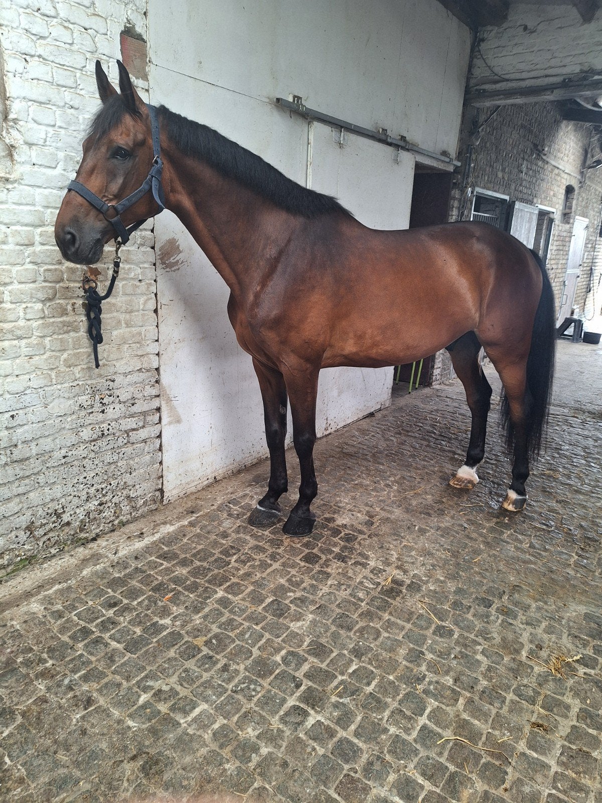 Grand cheval de saut à vendre 10 ans, Hongre, Z, Cheval de saut