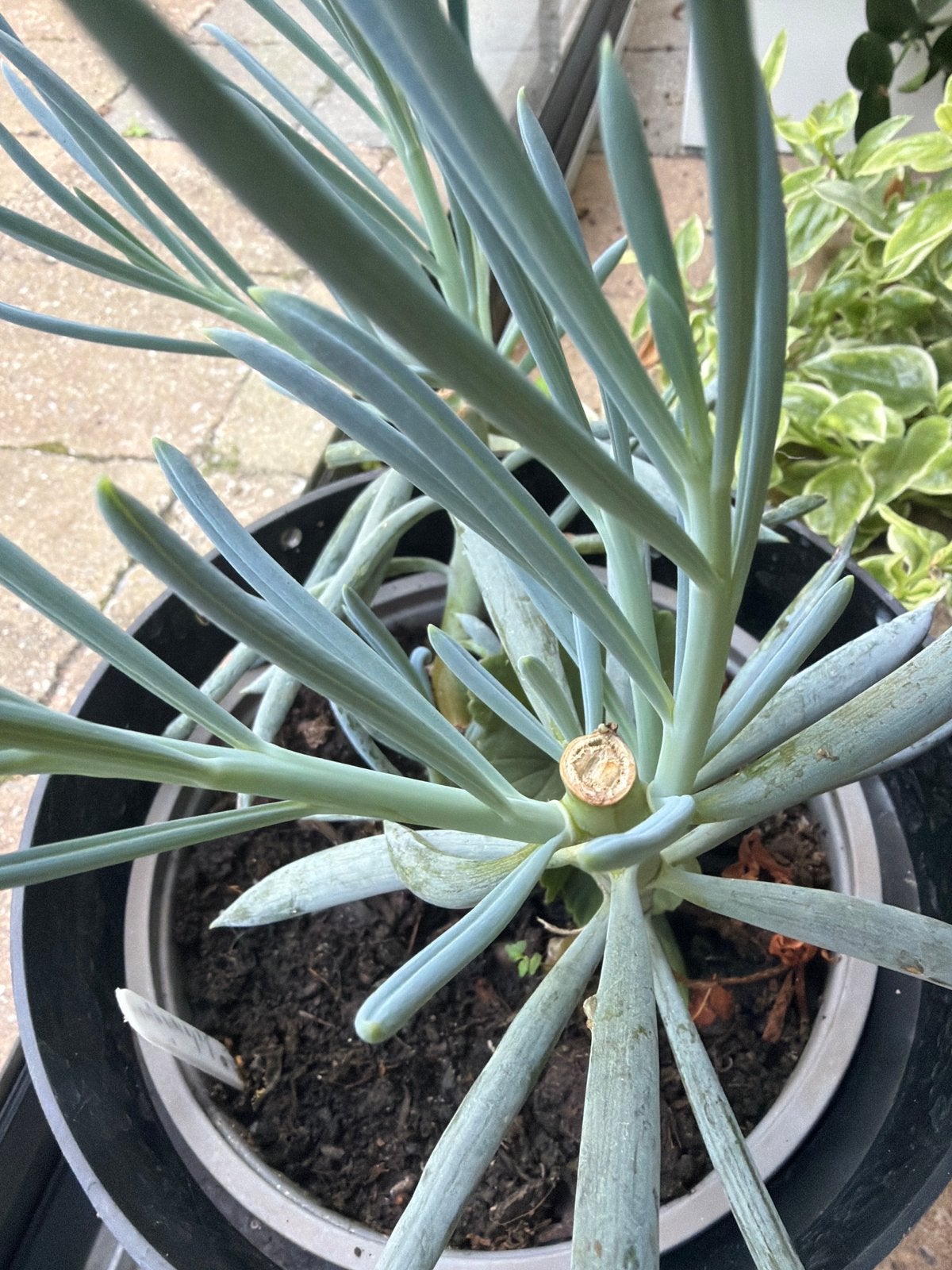 Senecio Kilimanjaro, Huis en Inrichting, Ophalen, Vetplant