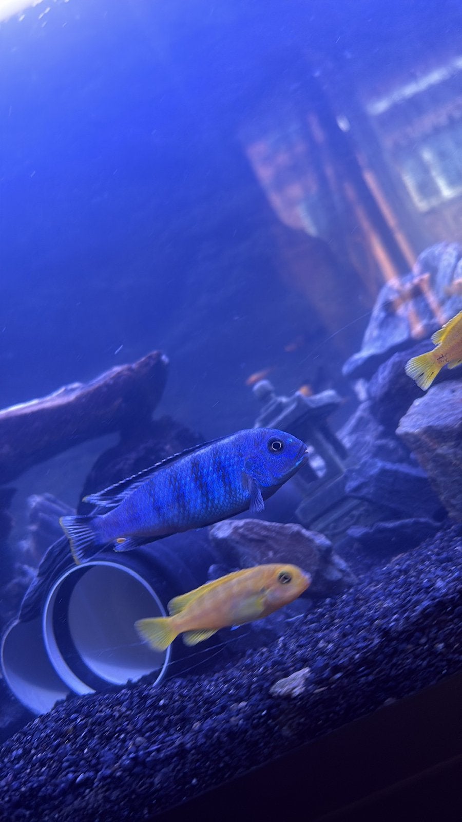 4 saulosi jaunes femelles +-5cm