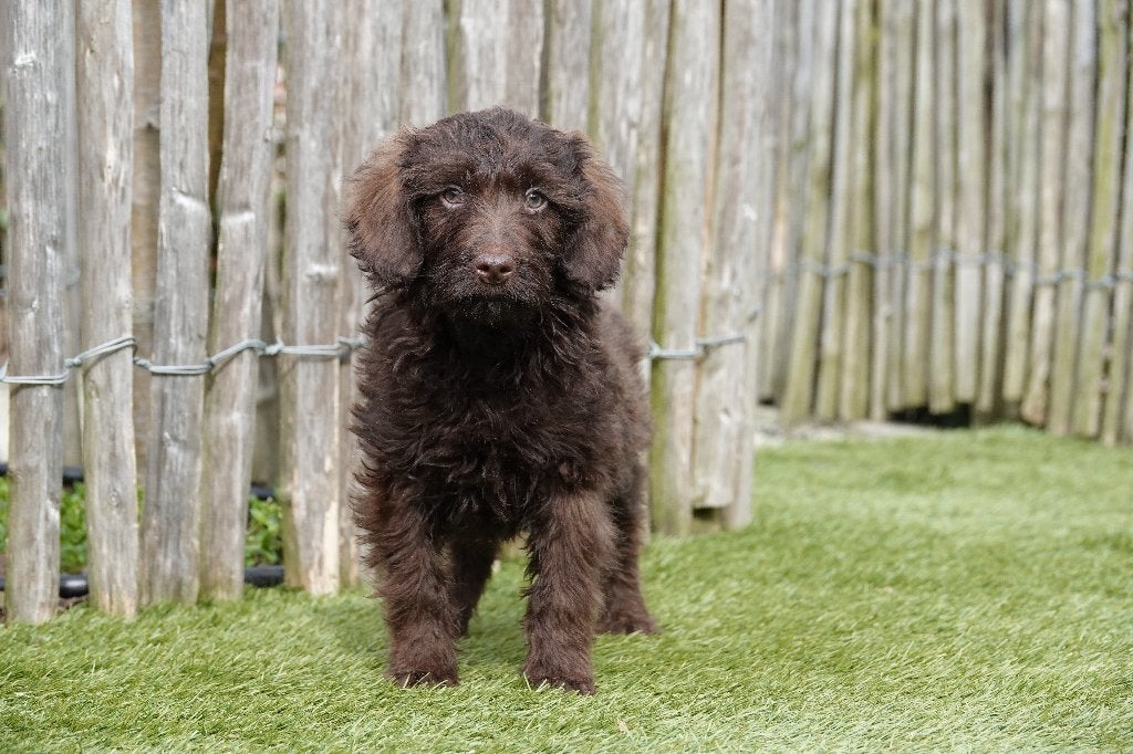 Chiots Labradoodle de petite et moyenne taille en chocolat, 15 semaines à 1 an, Parvovirose, Autres races, Éleveur | Professionnel