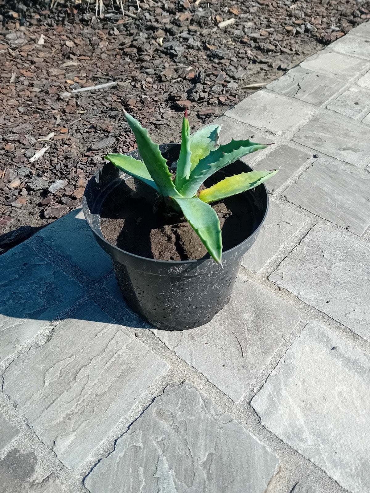 Agave americana, Ophalen