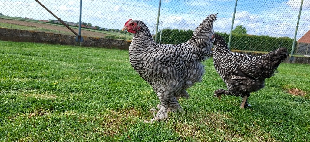Mechelse koekoek, Dieren en Toebehoren, Pluimvee, Kip, Vrouwelijk