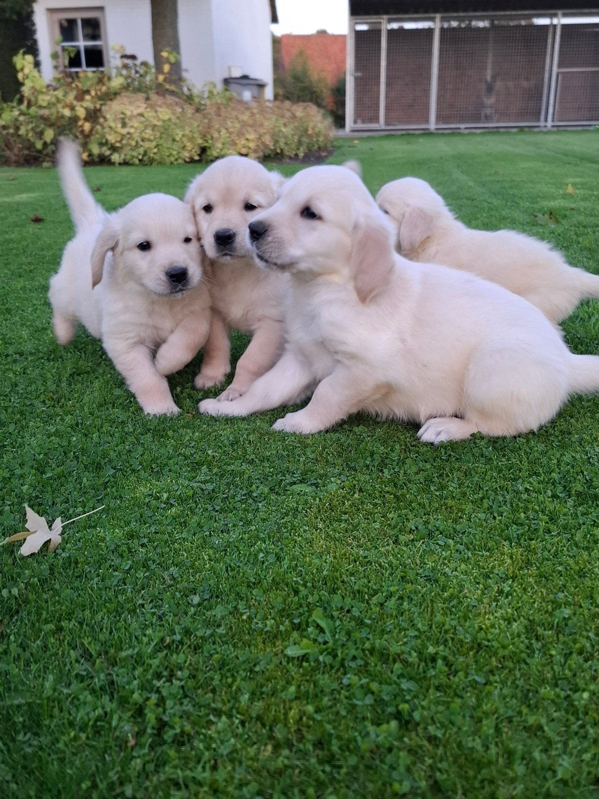 chiots Golden Retriever, Golden retriever, Maladie de Carré (chiens), Plusieurs, Belgique