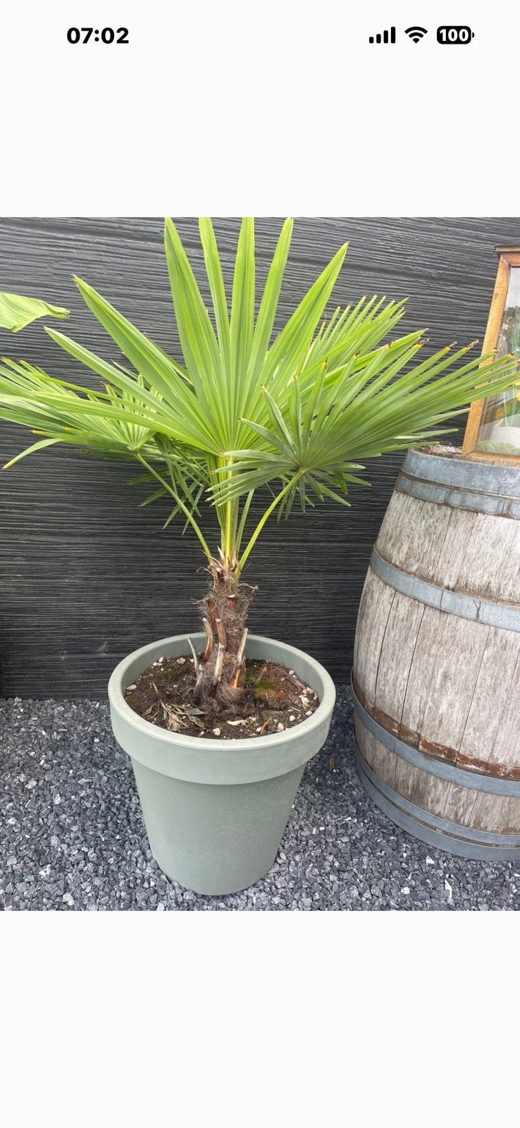 Palmboom 45 met pot, Tuin en Terras, Ophalen