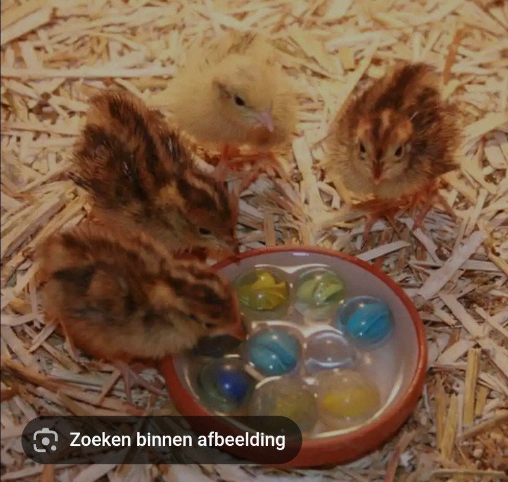 Kuikentjes japanse kwartels, Dieren en Toebehoren, Pluimvee