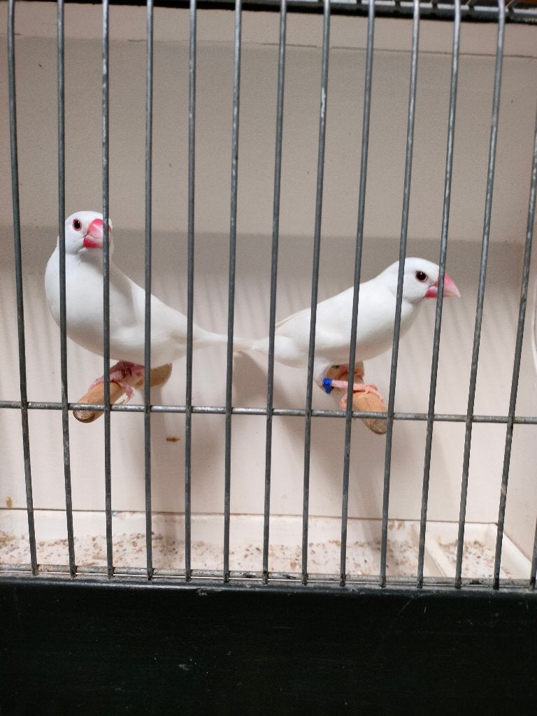 Rijstvogels, Plusieurs animaux, Oiseau tropical, Bagué