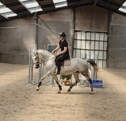 Zeer knappe allround D pony !, B, Avec pedigree, Poney D (1.37 m à 1.48m), Poney de saut
