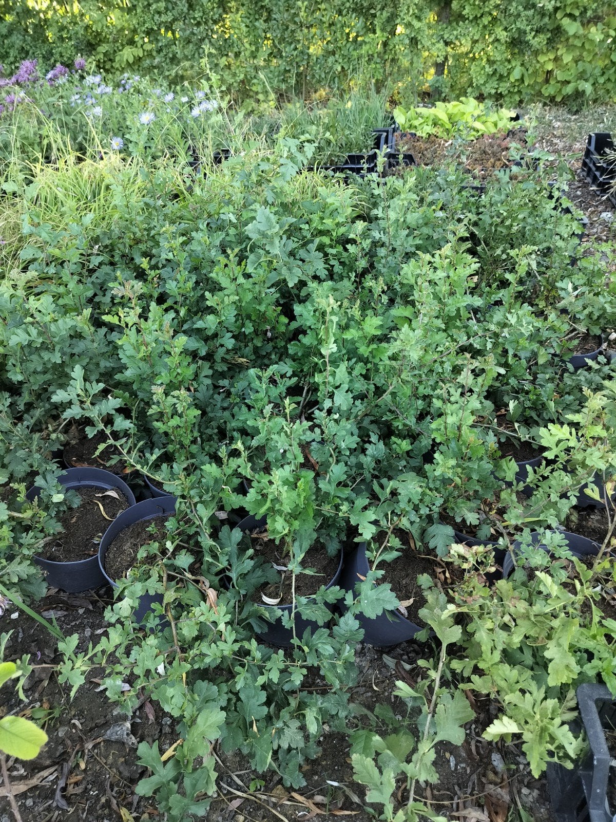 Aubépine en pot, Enlèvement ou Envoi, Autres espèces, Arbuste