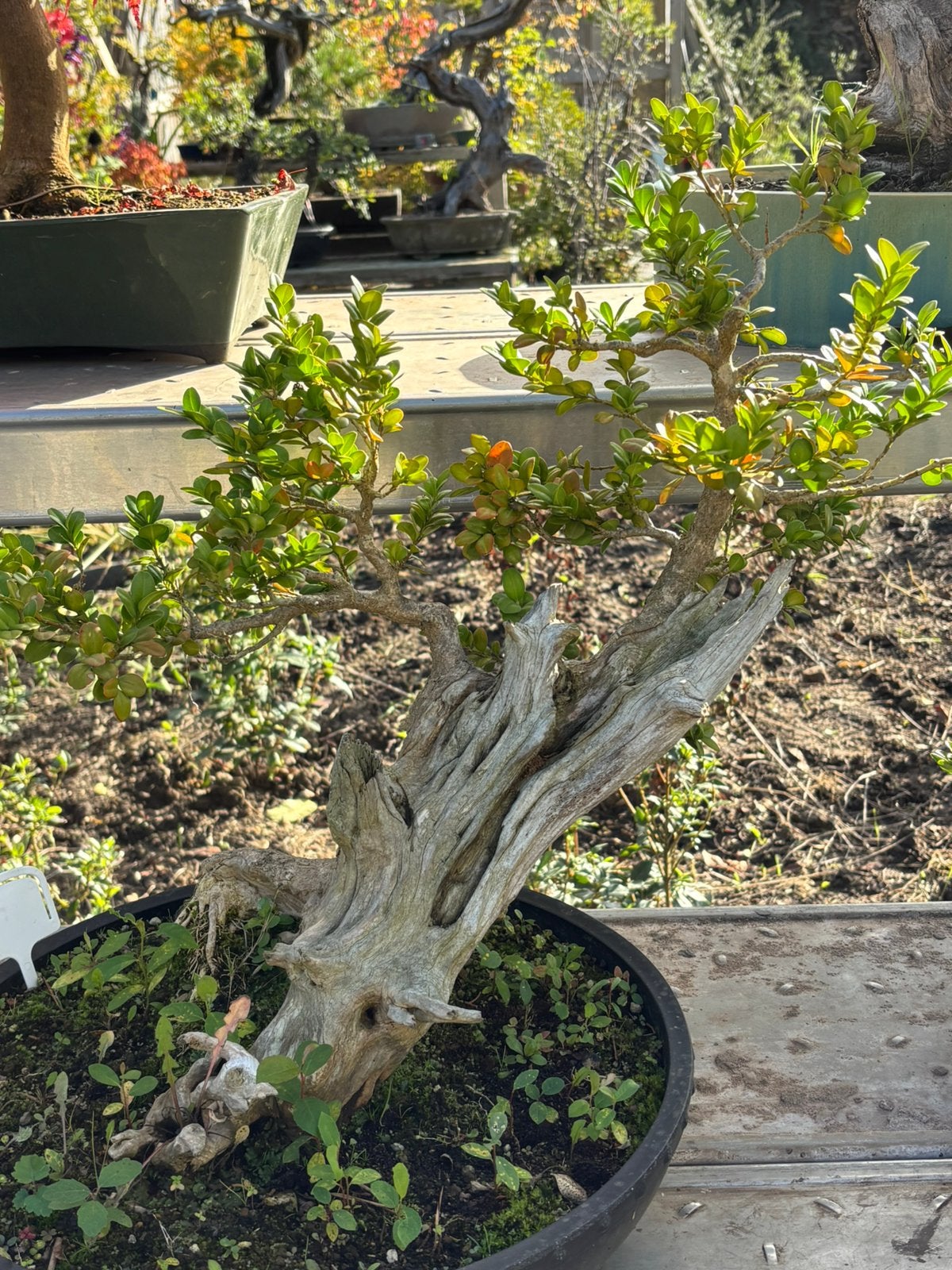 Bonsai buxus sempervirens, Tuin en Terras, Ophalen