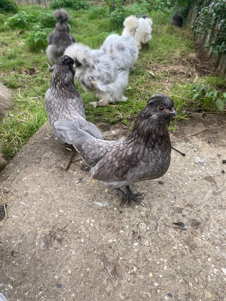 Baardkriel, Dieren en Toebehoren, Vrouwelijk, Kip