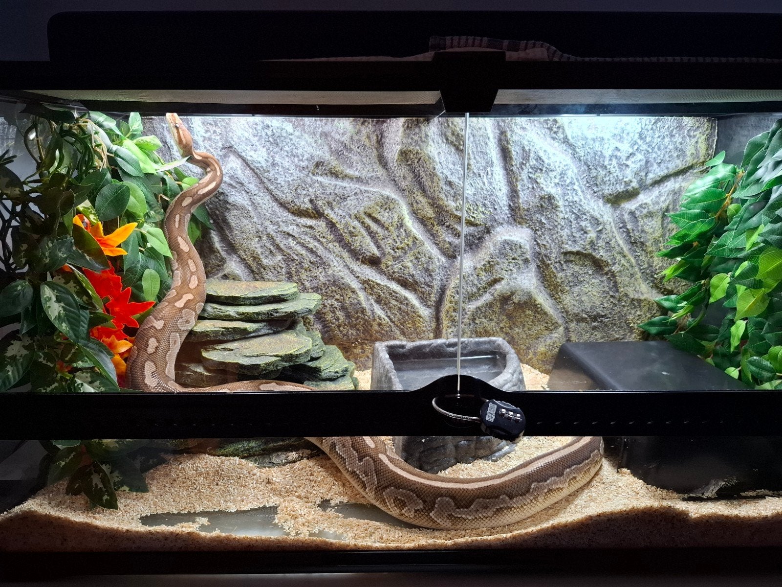 ballpython cinnamon butter vrouw + exoterra terrarium, Ophalen, Gebruikt, Terrarium of Paludarium