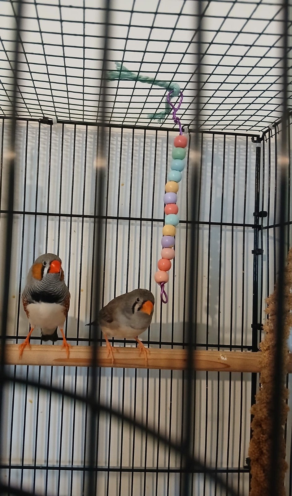 zebravinken bewezen koppel, Dieren en Toebehoren, Meerdere dieren, Tropenvogel