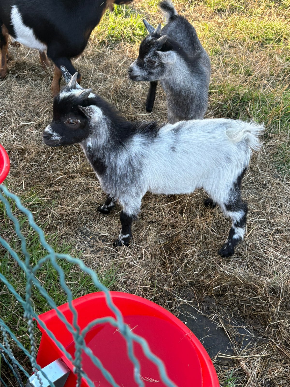 Geiten, Dieren en Toebehoren, Geit