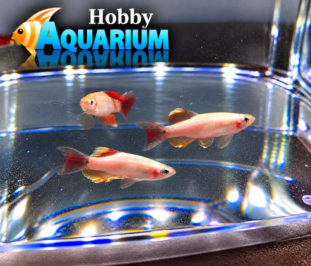 Hobbyaquarium Chinese Danio goud, Dieren en Toebehoren, Vis, Zoetwatervis, Schoolvis