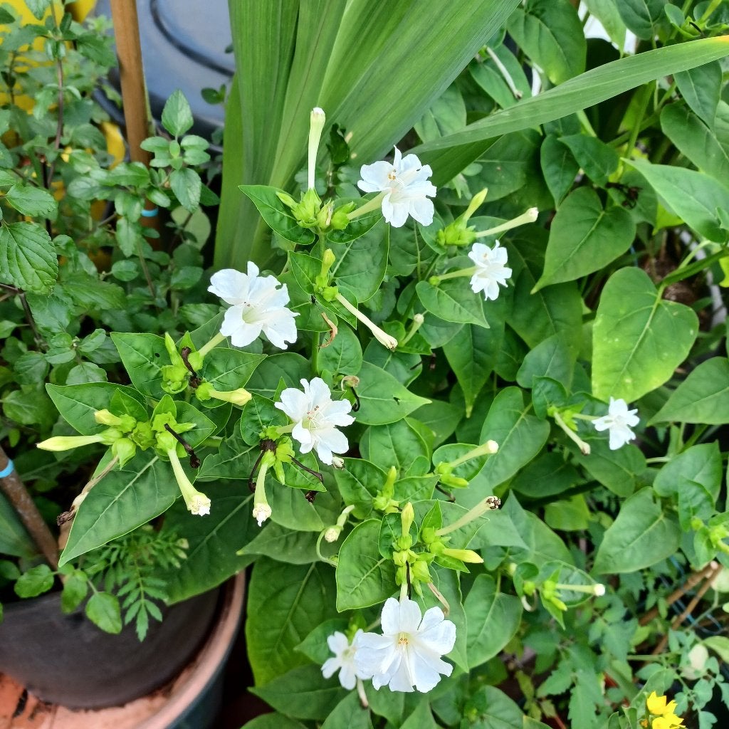 Graines de mirabilis blanc, Enlèvement, Printemps, Plein soleil, Graine